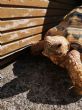 Leopard :Possible male approx 6 years old (Hermes)